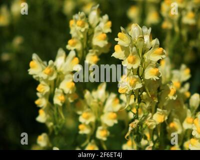 La graine de lin ou le dragon sauvage (Linaria vulgaris) est une herbe médicinale. Inflorescence des fleurs sauvages. Banque D'Images