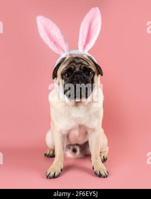 Chien drôle de Pug portant des oreilles de lapin de Pâques sur fond rose. Banque D'Images
