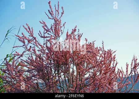 Tamarix ramosissima dans la campagne de la Sardaigne Banque D'Images