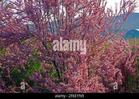 Tamarix ramosissima dans la campagne de la Sardaigne Banque D'Images