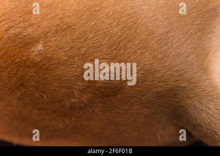 photo en gros plan d'un chien avec des bosses sur sa peau avant la chirurgie Banque D'Images