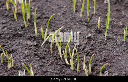 Jeunes pousses de blé craquant dans le sol au champ. Les bouts enfoncés du printemps matin se froste Banque D'Images