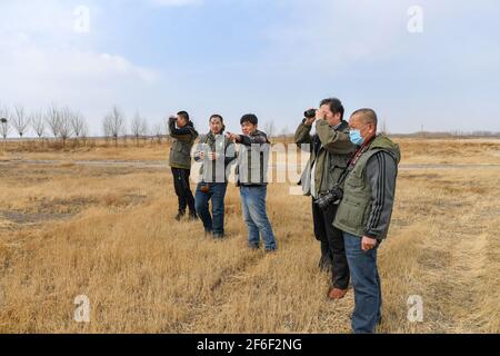 (210331) -- BAICHENG, le 31 mars 2021 (Xinhua) -- des membres de l'équipe de surveillance des oiseaux Zhenlai de la China Wildlife conservation Association observent des oiseaux migrants dans le comté de Zhenlai, dans la ville de Baicheng, dans la province de Jilin, dans le nord-est de la Chine, le 31 mars 2021. Un groupe de personnes se promène souvent lentement et parlent à voix basse au bord de la zone humide du comté de Zhenlai lorsque le temps se réchauffe. Parfois, ils prennent des jumelles pour regarder dehors, et parfois ils s'inclinent la tête pour enregistrer les coordonnées géographiques sur leur téléphone portable. Ils sont membres de l'équipe de surveillance des oiseaux Zhenlai de la China Wildlife Banque D'Images