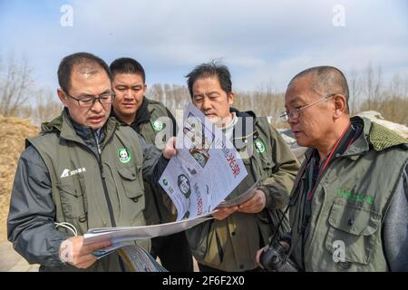 (210331) -- BAICHENG, le 31 mars 2021 (Xinhua) -- des membres de l'équipe de surveillance des oiseaux Zhenlai de la China Wildlife conservation Association préparent du matériel publicitaire sur la protection des oiseaux dans le comté de Zhenlai, dans la ville de Baicheng, dans la province de Jilin, dans le nord-est de la Chine, le 31 mars 2021. Un groupe de personnes se promène souvent lentement et parlent à voix basse au bord de la zone humide du comté de Zhenlai lorsque le temps se réchauffe. Parfois, ils prennent des jumelles pour regarder dehors, et parfois ils s'inclinent la tête pour enregistrer les coordonnées géographiques sur leur téléphone portable. Ils sont membres de l'équipe de surveillance des oiseaux de Zhenlai Banque D'Images
