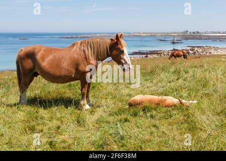 Trait Breton mare et son poulain dans un champ près de la mer en Bretagne Banque D'Images