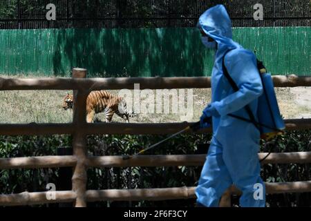 New Delhi, Inde. 31 mars 2021. Un agent d'assainissement désinfecte l'enclos du tigre à New Delhi, en Inde, le 31 mars 2021. Le parc zoologique national rouvrira ses portes au public à partir du 1er avril. Credit: Partha Sarkar/Xinhua/Alamy Live News Banque D'Images