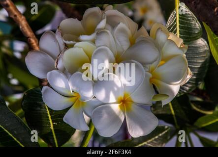 Groupe de fleurs de plumeria frangipani blanches ( Leelawadee ) sur fond de feuilles vertes. Fleurs thaïlandaises belles et impressionnantes, fleurs tropicales, foc sélectif Banque D'Images