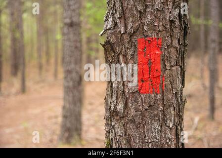 Marqueur de sentier peint en rouge le long du sentier forestier de Songbird Habitat à Stone Mountain Park près d'Atlanta, en Géorgie. (ÉTATS-UNIS) Banque D'Images