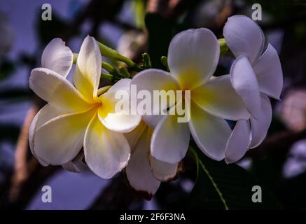 Groupe de fleurs de plumeria frangipani blanches ( Leelawadee ) sur fond de feuilles vertes. Fleurs thaïlandaises belles et impressionnantes, fleurs tropicales, foc sélectif Banque D'Images