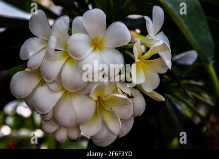 Groupe de fleurs de plumeria frangipani blanches ( Leelawadee ) sur fond de feuilles vertes. Fleurs thaïlandaises belles et impressionnantes, fleurs tropicales, foc sélectif Banque D'Images