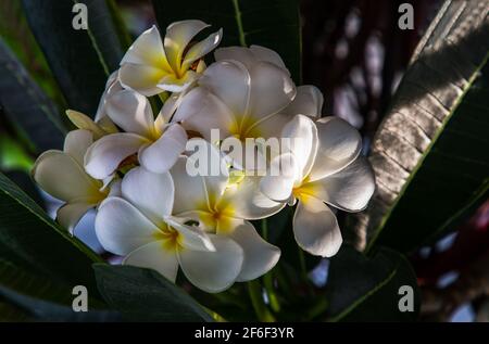 Groupe de fleurs de plumeria frangipani blanches ( Leelawadee ) sur fond de feuilles vertes. Fleurs thaïlandaises belles et impressionnantes, fleurs tropicales, foc sélectif Banque D'Images