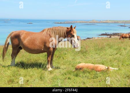 Trait breton jument et couché en bas de foal dans un champ Près de la mer en Bretagne Banque D'Images