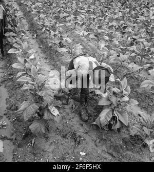 Salaire ouvrier de garniture de tabac. Shoofly, Caroline du Nord. 1939. Photo de Dorothea Lange. Banque D'Images