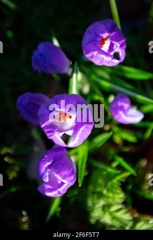 Crocus violet dans l'ombre. Vue de dessus Banque D'Images