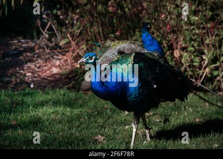 Victoria, île de Vancouver (Colombie-Britannique) - octobre 18 2018 : un grand paon mâle - un paon indien - des jambes de force autour du parc Beacon Hill à Victoria on Banque D'Images