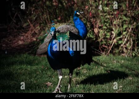 Victoria, île de Vancouver (Colombie-Britannique) - octobre 18 2018 : un grand paon mâle - un paon indien - des jambes de force autour du parc Beacon Hill à Victoria. Banque D'Images