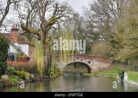 Le saule commence à se saluer sur un Début du printemps par le pont de la vache à orge le long du Basingstoke Canal à Dogmersfield dans le Hampshire Banque D'Images