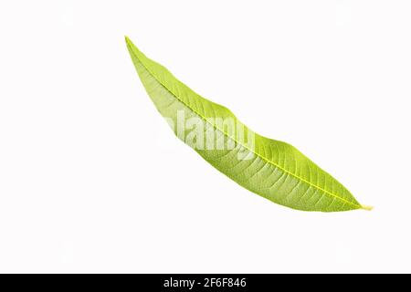 Feuilles de verveine citronnée fraîches isolées sur blanc - Aloysia citronnora Banque D'Images