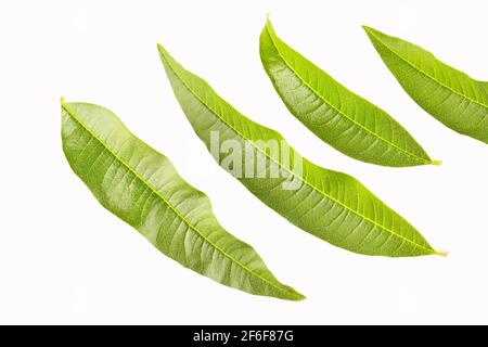 Feuilles de verveine citronnée fraîches isolées sur blanc - Aloysia citronnora Banque D'Images