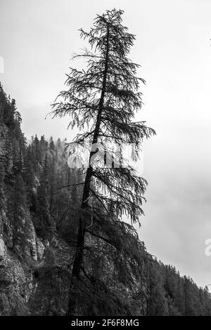 Mélèze. Arbre Larix decidua. Vallée du Val Badia. Alpes italiennes. Europe. Banque D'Images