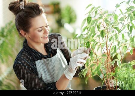 Jardinage à la maison relaxant. Bonne jeune femme en gants de caoutchouc blanc avec des feuilles de nettoyage en pot dans la maison moderne en journée ensoleillée. Banque D'Images