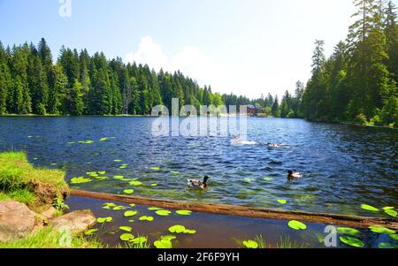 Lac Moraine Grosser Arbersee dans le parc national de la forêt bavaroise. Allemagne. Banque D'Images