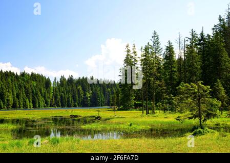 Lac Moraine Grosser Arbersee dans le parc national de la forêt bavaroise. Allemagne. Banque D'Images