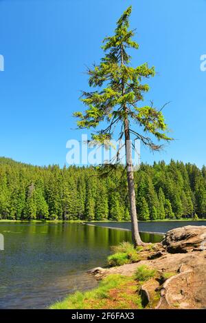 Lac Moraine Grosser Arbersee dans le parc national de la forêt bavaroise. Allemagne. Banque D'Images