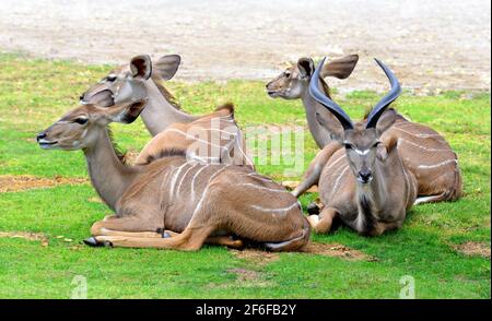 Troupeau du Grand Kudu (Tragelaphus strepsiceros). Grande antilope africaine vivant sur la savane. Banque D'Images