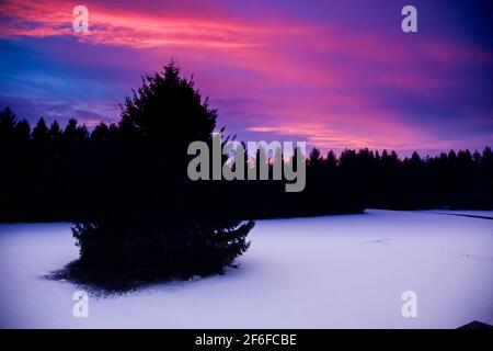 Coucher de soleil spectaculaire de couleur rose et pourpre en hiver à London-Middlesex, Ontario, Canada, avec un grand épicéa et une ligne de cime silhouettée, 2021. Banque D'Images