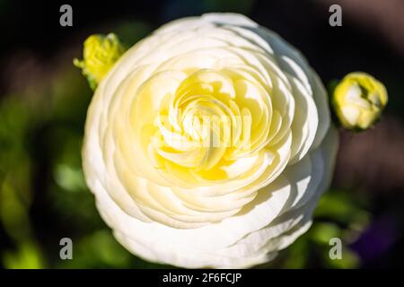 Ranunculus en blanc, printemps Banque D'Images
