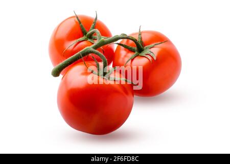 Isolé mûr trois tomates entières sur un fond blanc. Toute la tomate sur une branche. Banque D'Images