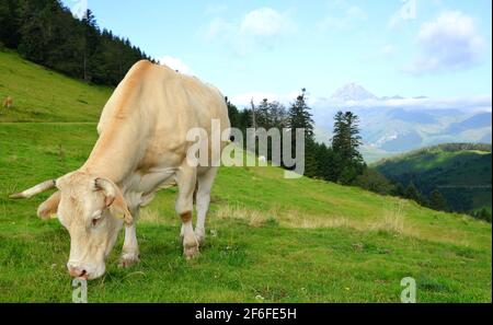 Vache en pâturage sur un pré de montagne. Col d'Aspin dans les Pyrénées, France. Banque D'Images