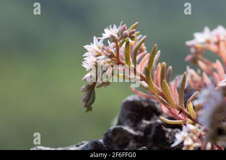 Fleur de sédum blanc dans la région de montagne de Carpates. Plante de Stonecrop sur fond flou. Banque D'Images