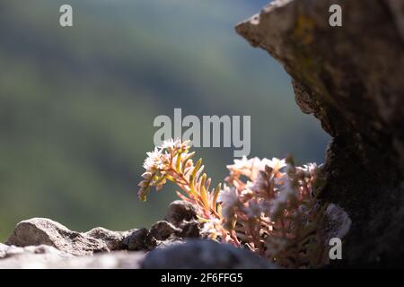 Fleur de sédum blanc dans la région de montagne de Carpates. Plante de Stonecrop sur fond flou. Banque D'Images