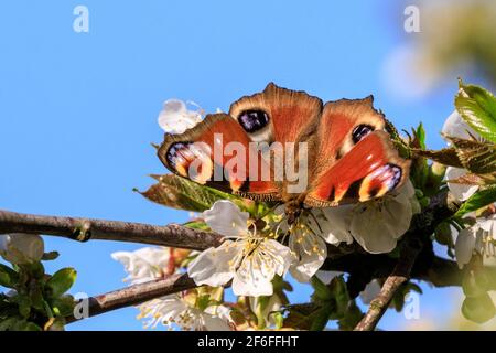 Münsterland, NRW, Allemagne. 31 mars 2021. Un papillon coloré de paon, également appelé Aglais io, souille le nectar d'un cerisier en fleur. Une journée de printemps très chaude dans le nord du Rhin-Westfalia a vu des températures allant jusqu'à 25 degrés et un ciel bleu clair. Credit: Imagetraceur/Alamy Live News Banque D'Images