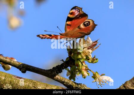 Münsterland, NRW, Allemagne. 31 mars 2021. Un papillon coloré de paon, également appelé Aglais io, souille le nectar d'un cerisier en fleur. Une journée de printemps très chaude dans le nord du Rhin-Westfalia a vu des températures allant jusqu'à 25 degrés et un ciel bleu clair. Credit: Imagetraceur/Alamy Live News Banque D'Images