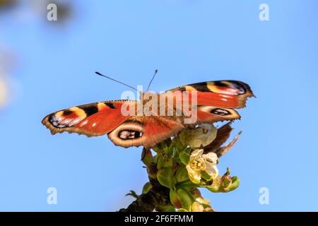 Münsterland, NRW, Allemagne. 31 mars 2021. Un papillon coloré de paon, également appelé Aglais io, souille le nectar d'un cerisier en fleur. Une journée de printemps très chaude dans le nord du Rhin-Westfalia a vu des températures allant jusqu'à 25 degrés et un ciel bleu clair. Credit: Imagetraceur/Alamy Live News Banque D'Images