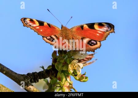 Münsterland, NRW, Allemagne. 31 mars 2021. Un papillon coloré de paon, également appelé Aglais io, souille le nectar d'un cerisier en fleur. Une journée de printemps très chaude dans le nord du Rhin-Westfalia a vu des températures allant jusqu'à 25 degrés et un ciel bleu clair. Credit: Imagetraceur/Alamy Live News Banque D'Images