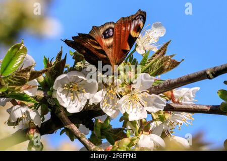 Münsterland, NRW, Allemagne. 31 mars 2021. Un papillon coloré de paon, également appelé Aglais io, souille le nectar d'un cerisier en fleur. Une journée de printemps très chaude dans le nord du Rhin-Westfalia a vu des températures allant jusqu'à 25 degrés et un ciel bleu clair. Credit: Imagetraceur/Alamy Live News Banque D'Images