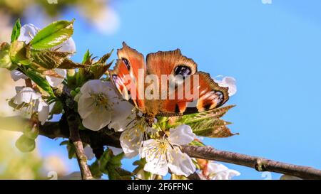 Münsterland, NRW, Allemagne. 31 mars 2021. Un papillon coloré de paon, également appelé Aglais io, souille le nectar d'un cerisier en fleur. Une journée de printemps très chaude dans le nord du Rhin-Westfalia a vu des températures allant jusqu'à 25 degrés et un ciel bleu clair. Credit: Imagetraceur/Alamy Live News Banque D'Images