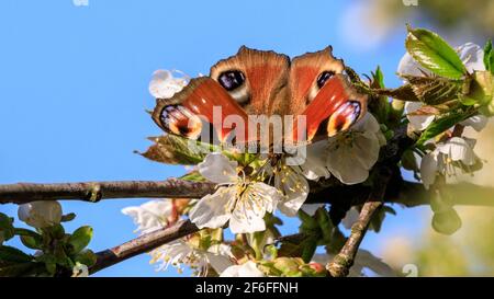 Münsterland, NRW, Allemagne. 31 mars 2021. Un papillon coloré de paon, également appelé Aglais io, souille le nectar d'un cerisier en fleur. Une journée de printemps très chaude dans le nord du Rhin-Westfalia a vu des températures allant jusqu'à 25 degrés et un ciel bleu clair. Credit: Imagetraceur/Alamy Live News Banque D'Images