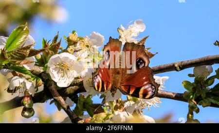 Münsterland, NRW, Allemagne. 31 mars 2021. Un papillon coloré de paon, également appelé Aglais io, souille le nectar d'un cerisier en fleur. Une journée de printemps très chaude dans le nord du Rhin-Westfalia a vu des températures allant jusqu'à 25 degrés et un ciel bleu clair. Credit: Imagetraceur/Alamy Live News Banque D'Images