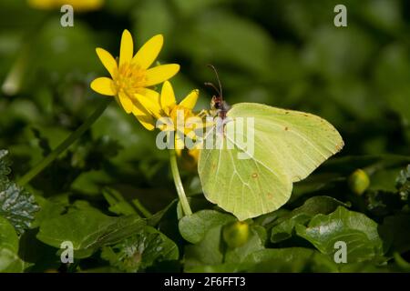 Papillon de pierre d'oie commun se nourrissant sur des fleurs jaunes de la petite celandine au début du printemps Banque D'Images