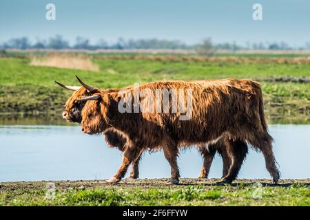 Highland cattle grazing on Wicken Fen Réserve Naturelle dans le Cambridgeshire, East Anglia, Angleterre, Royaume-Uni. Banque D'Images