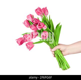 Tulipes roses fleurs à la main sur fond blanc. Concept - félicitations pour la journée internationale des femmes, anniversaire, juste une agréable surprise, printemps Banque D'Images