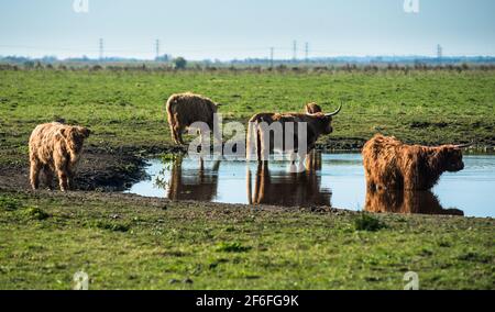 Highland cattle grazing on Wicken Fen Réserve Naturelle dans le Cambridgeshire, East Anglia, Angleterre, Royaume-Uni. Banque D'Images