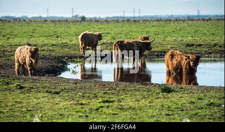 Highland cattle grazing on Wicken Fen Réserve Naturelle dans le Cambridgeshire, East Anglia, Angleterre, Royaume-Uni. Banque D'Images