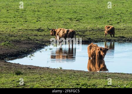 Highland cattle grazing on Wicken Fen Réserve Naturelle dans le Cambridgeshire, East Anglia, Angleterre, Royaume-Uni. Banque D'Images