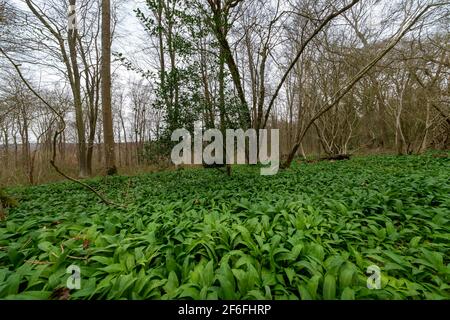 Ail sauvage poussant dans une forêt Banque D'Images